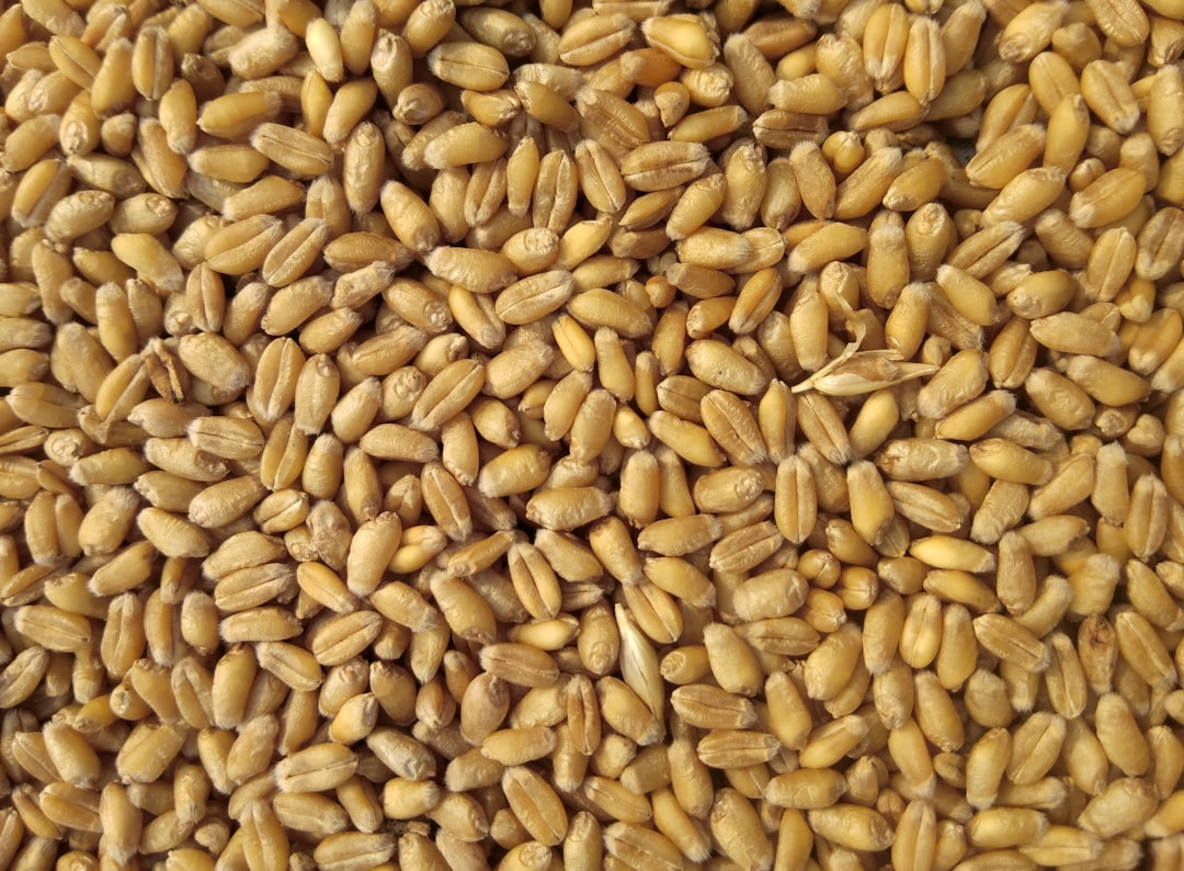 Grains - Wheat, Rice, Corn